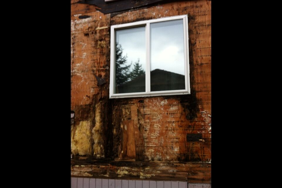 dry rot remediation services