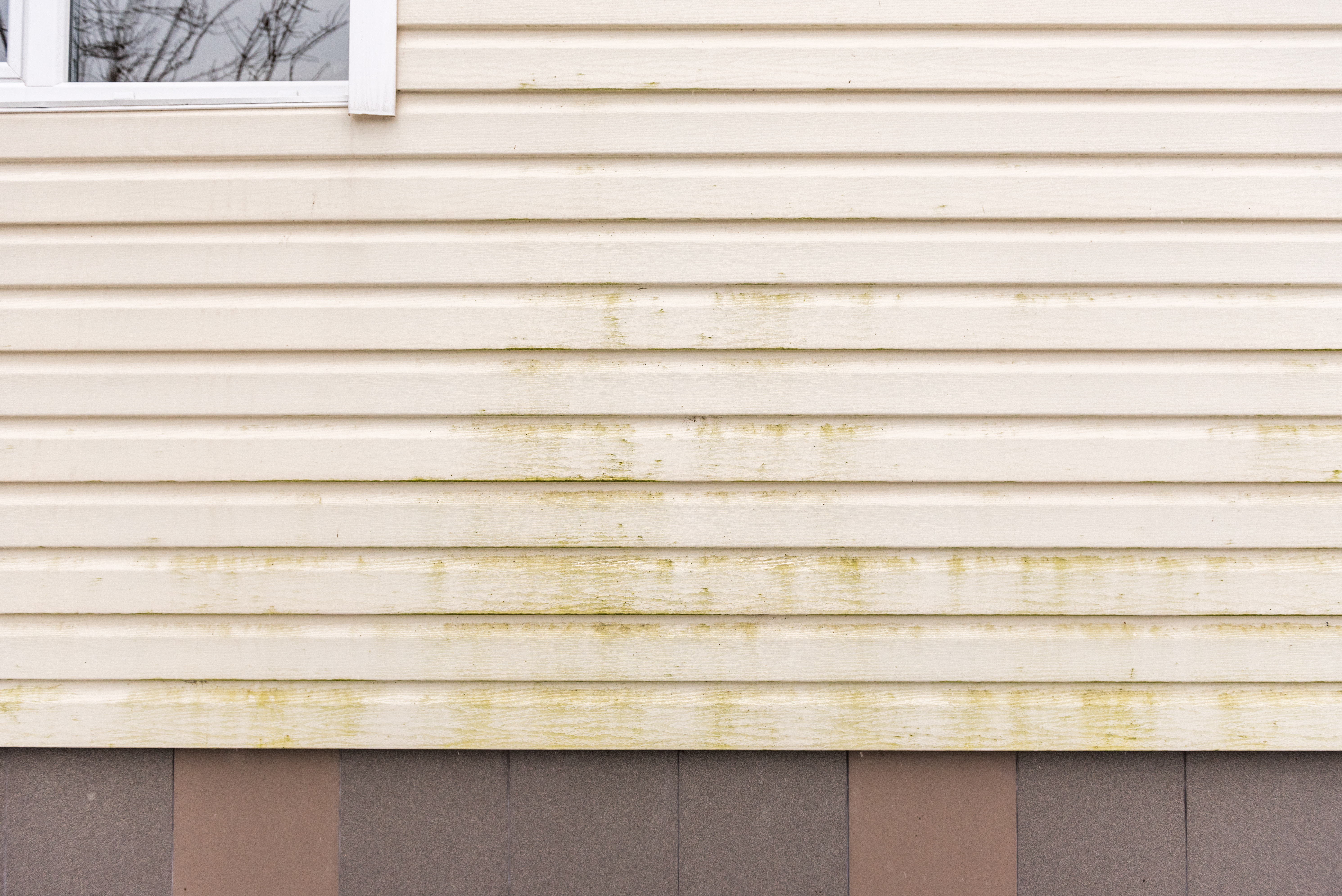 Mold and mildew on siding. Dirty wall of house